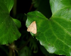 Rivula inconspicua