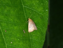 Rivula inconspicua