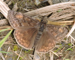 Erynnis juvenalis