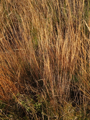 Alpagrostis setacea, photograph 2
