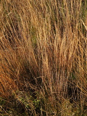 Alpagrostis setacea, photograph Duarte Frade, CC BY, iNaturalist via GBIF