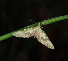 Sauris purpurotincta