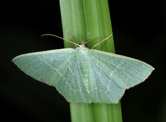 Thalassodes immissaria