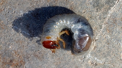 Adoryphorus coulonii