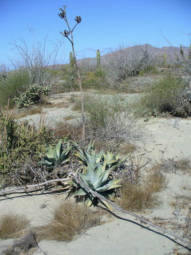 Agave margaritae