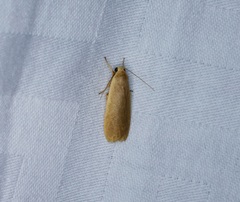 Danielithosia immaculata