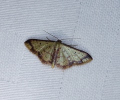 Idaea impexa