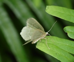 Idiochlora minuscula