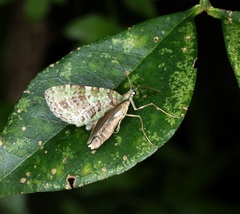 Sauris purpurotincta