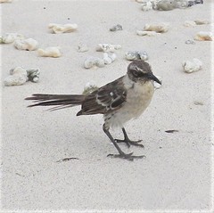 Mimus parvulus bauri