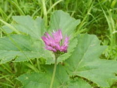 Allium brevistylum