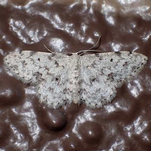 Scopula plantagenaria photo 4