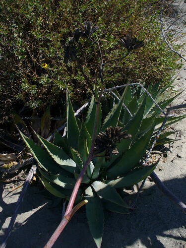 Agave margaritae