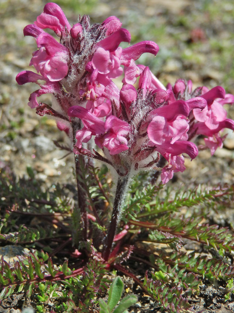 Pink Lousewort