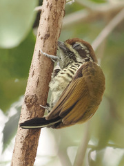 Speckled Piculet photo 2