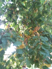 Elaeocarpus ganitrus