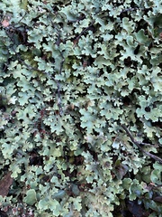 Pseudocyphellaria homoeophylla