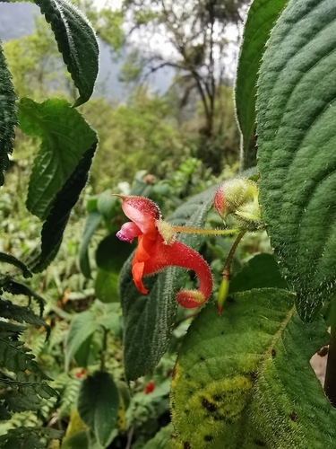 Impatiens runssorensis
