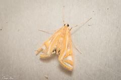 Eoophyla conjunctalis