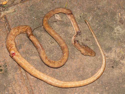 Coastal Carpet Python sighting