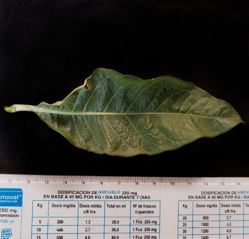 Image of Iochroma arborescens by (c) Esteban Poveda, some rights reserved (CC BY)