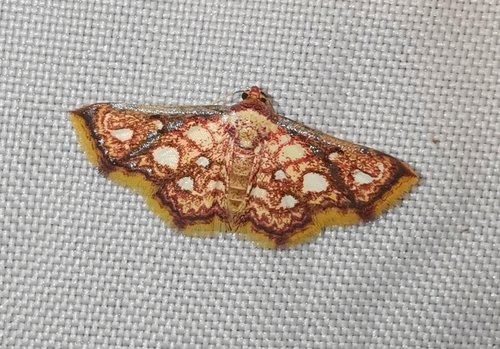 Micraeschus rosellus