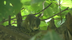 Callosciurus pygerythrus