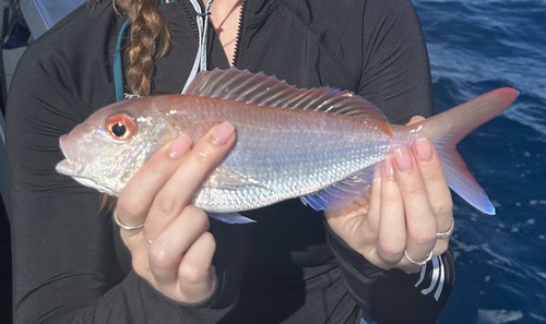 Fork-tailed threadfin (Nemipterus furcosus) — Nemipteridae — 3