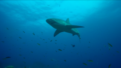 Carcharhinus galapagensis