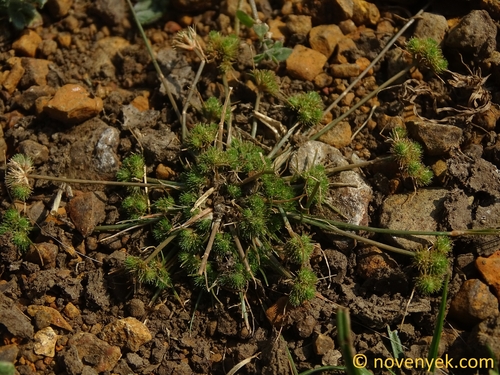Fimbristylis dipsacea, 2024-01-31