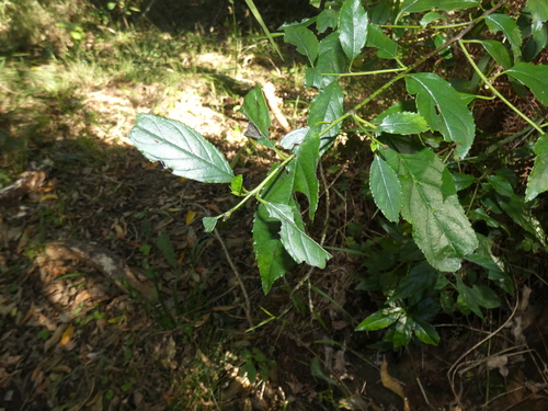 Image of Rhamnus prinoides by (c) Sean Hartnett, some rights reserved (CC BY)