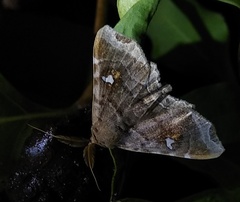Episparis liturata