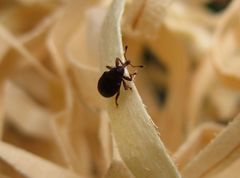 Berberidicola exaratus