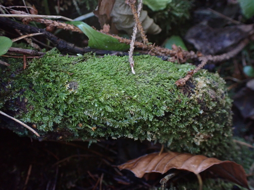 Image of Lejeunea cavifolia by (c) carnifex, some rights reserved (CC BY)