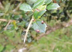 Berberidicola exaratus