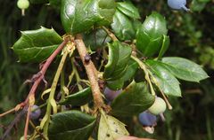 Berberidicola exaratus
