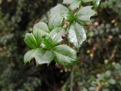 Berberidicola exaratus