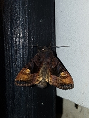Euplexia