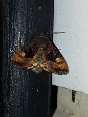 Euplexia