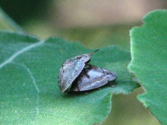 Physonota alutacea