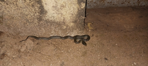 Red-lipped Snake