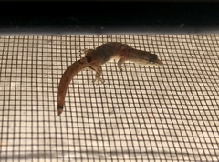 Sphaerodactylus continentalis