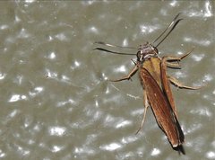 Pelopidas assamensis