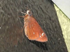 Pelopidas assamensis