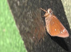 Pelopidas assamensis