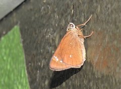 Pelopidas assamensis