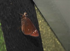 Pelopidas assamensis