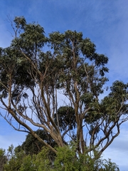 Eucalyptus globulus globulus