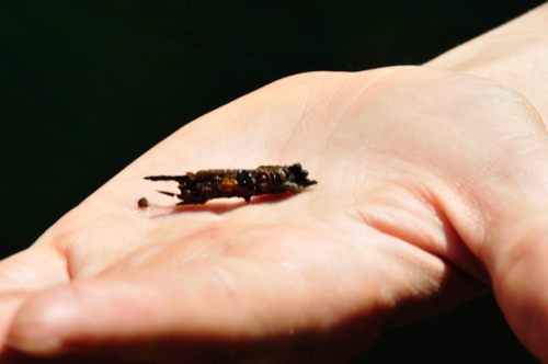 iNaturalist observation photo of Caddisflies