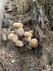 Tapinella atrotomentosa